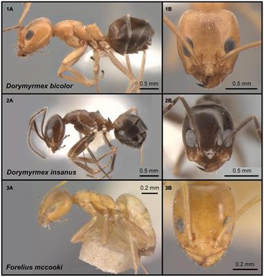 Olfactory System Morphology Suggests Colony Size Drives Trait Evolution in Odorous Ants (Formicidae: Dolichoderinae)